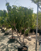 Sapodilla (Manilkara zapota) | 1.0–1.2 m - Acacia Garden Center