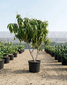 Sapodilla (Manilkara zapota) | 1.0–1.2 m - Acacia Garden Center