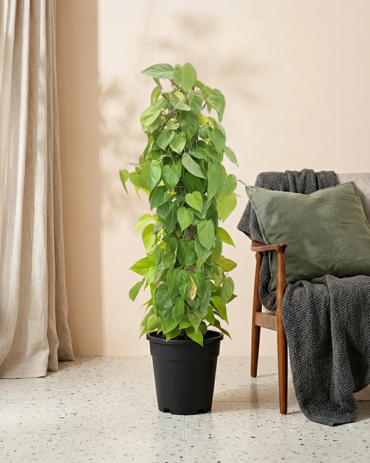 Satin Pothos – XL (Scindapsus pictus) | Climbing, 1.3–1.5 m - Acacia Garden Center