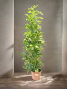 Schefflera Arboricola (Dwarf Umbrella) Gold Capella - Acacia Garden Center