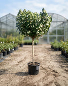 Sea Hibiscus (Hibiscus tiliaceus) | 4.0–4.5 m, 20–25 cm Girth - Acacia Garden Center