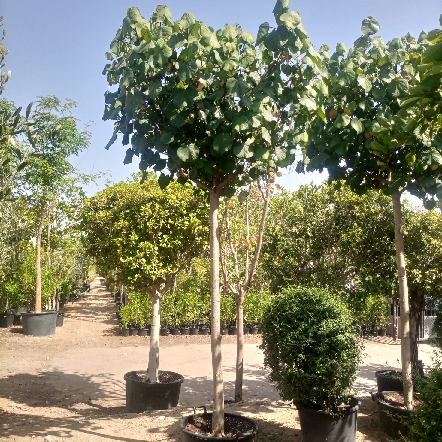 Sea Hibiscus (Hibiscus tiliaceus) | 4.0–4.5 m, 20–25 cm Girth - Acacia Garden Center