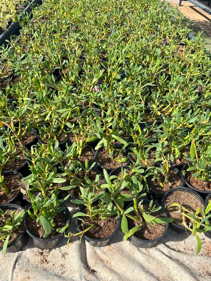 Sea Purslane (Sesuvium portulacastrum) | Ground Cover, 8–10 cm - Acacia Garden Center