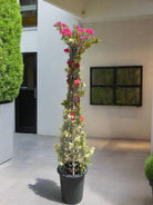 Shrub Bougainvillea Glabra Grafted Cone Shape | 1.8 - 2.0m - Acacia Garden Center