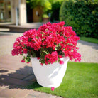 Shrub Bougainvillea Glabra, Mixed Colour Type | 70 - 80 cm - Acacia Garden Center
