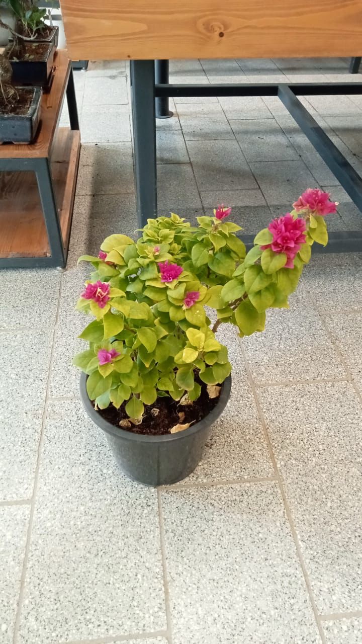 SHRUB BOUGAINVILLEA PINK PIXIE TYPE H 1PP 5L 0.3 - 0.5M 5LP 0.3 - 0.5M - Acacia Garden Center