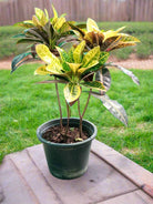 Shrub Codiaeum Variegatum | 30 - 40 cm - Acacia Garden Center