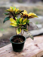 Shrub Codiaeum Variegatum | 30 - 40 cm - Acacia Garden Center