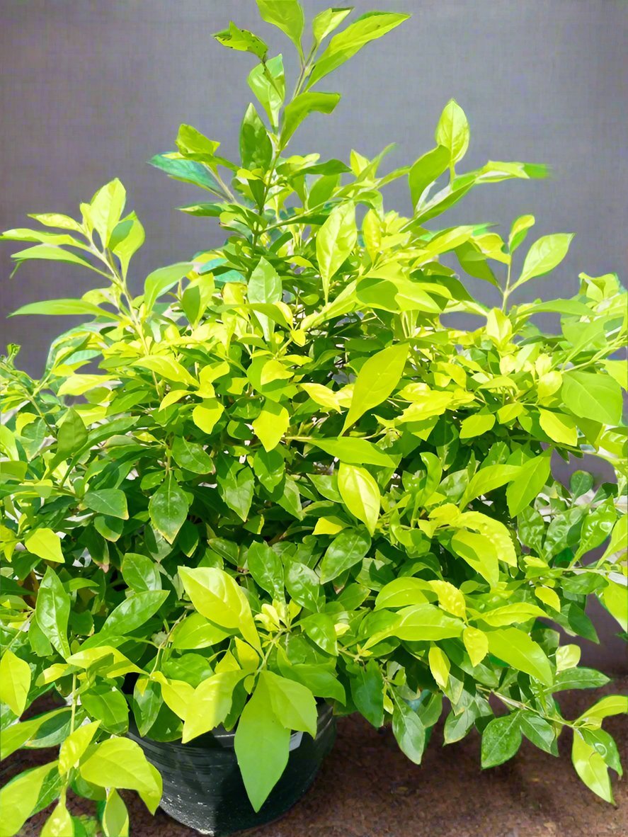 Shrub Duranta Erecta 'Gold', Type B, 2PP, 5LP - Acacia Garden Center
