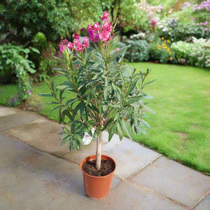 Shrub Nerium Oleander Petite Pink - Acacia Garden Center