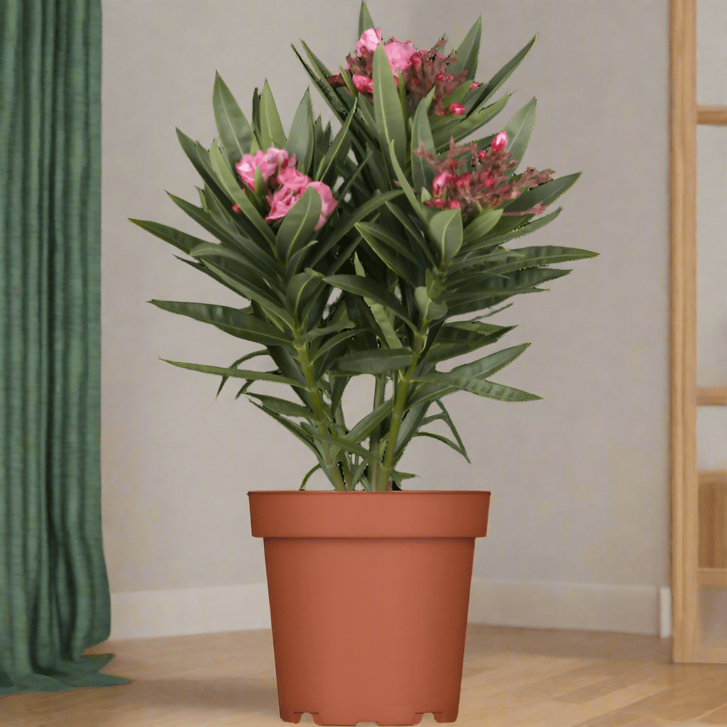 Shrub Nerium Oleander Petite Pink - Acacia Garden Center