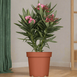 Shrub Nerium Oleander Petite Pink - Acacia Garden Center
