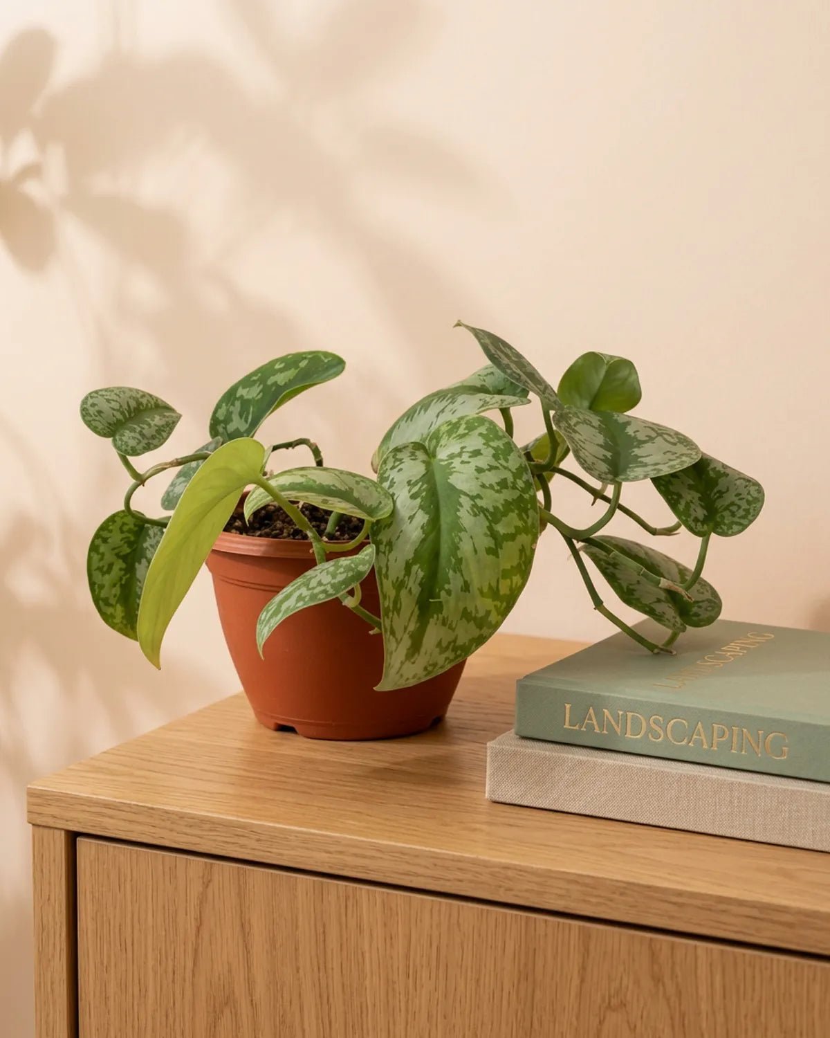 Silver Satin Pothos ‘Trebie’ (Scindapsus pictus) | Starter, 10–15 cm - Acacia Garden Center
