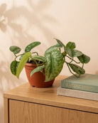 Silver Satin Pothos ‘Trebie’ (Scindapsus pictus) | Starter, 10–15 cm - Acacia Garden Center