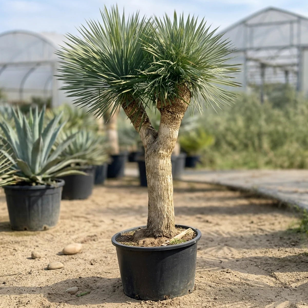 Silver Yucca (Yucca rigida) | Multi-Head Specimen, 2.0–2.5 m – Acacia ...