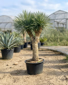 Silver Yucca (Yucca rigida) | Multi - Head Specimen, 2.0–2.5 m - Acacia Garden Center