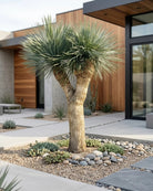 Silver Yucca (Yucca rigida) | Multi - Head Specimen, 2.0–2.5 m - Acacia Garden Center