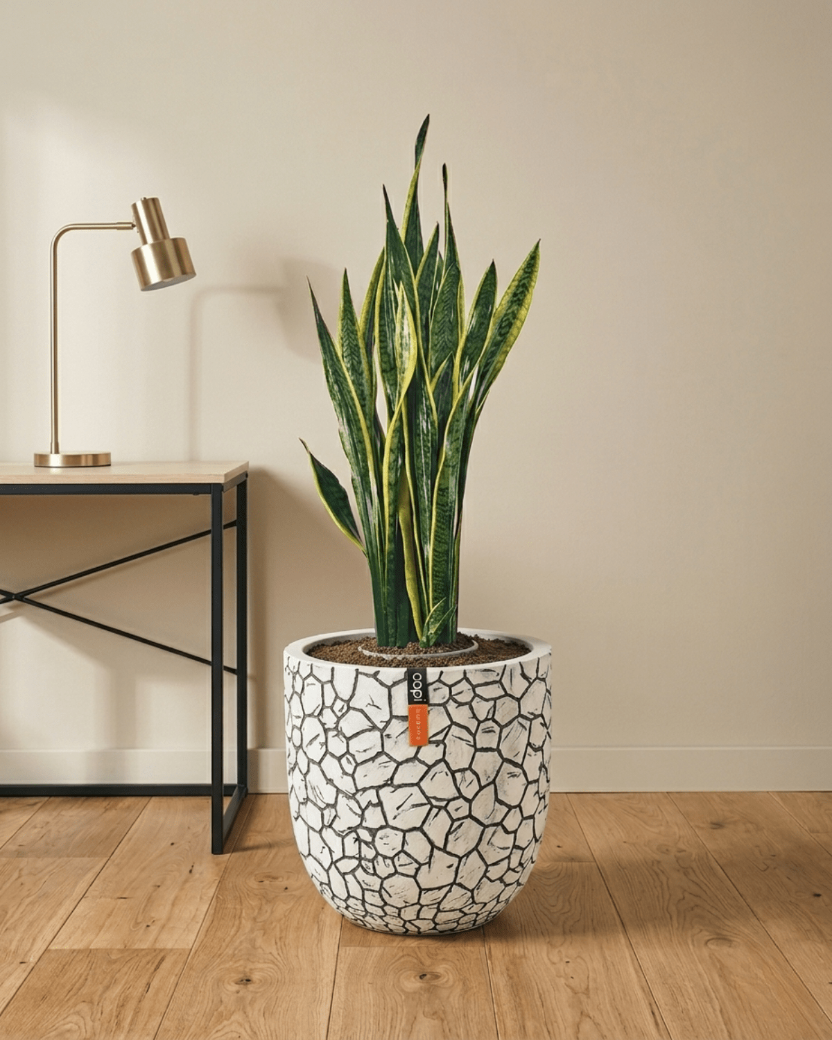 Snake Plant (Dracaena trifasciata) | Floor Plant, 90–100 cm - Acacia Garden Center