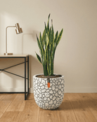 Snake Plant (Dracaena trifasciata) | Floor Plant, 90–100 cm - Acacia Garden Center
