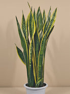 Snake Plant (Dracaena trifasciata) | Floor Plant, 90–100 cm - Acacia Garden Center