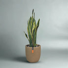 Snake Plant (Dracaena trifasciata) | Floor Plant, 90–100 cm - Acacia Garden Center