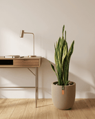 Snake Plant (Dracaena trifasciata) | Floor Plant, 90–100 cm - Acacia Garden Center