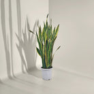 Snake Plant (Dracaena trifasciata) | Floor Plant, 90–100 cm - Acacia Garden Center
