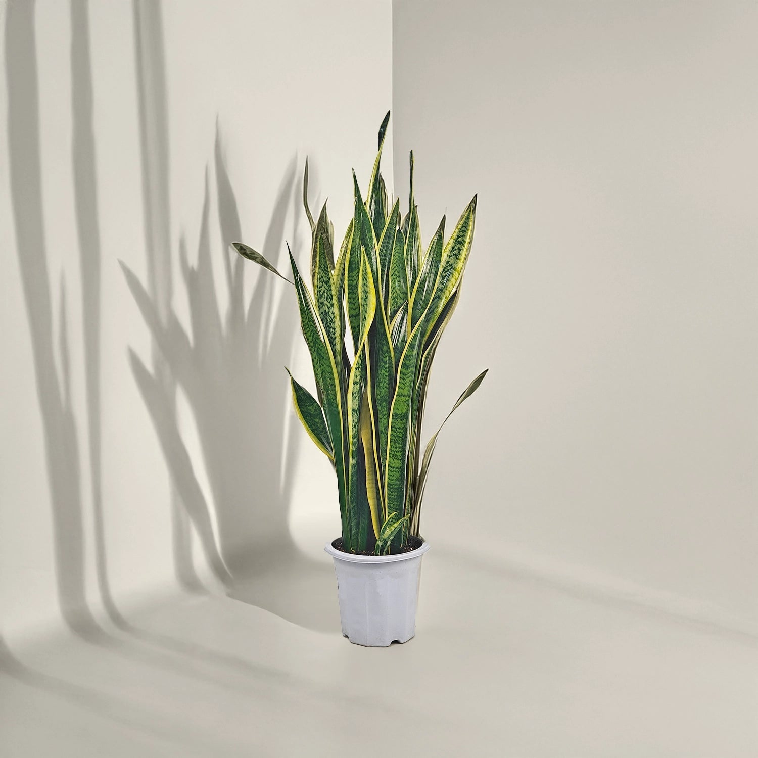 Snake Plant (Dracaena trifasciata) | Floor Plant, 90–100 cm - Acacia Garden Center