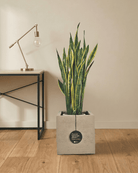 Snake Plant (Dracaena trifasciata) | Floor Plant, 90–100 cm - Acacia Garden Center