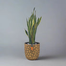 Snake Plant (Dracaena trifasciata) | Floor Plant, 90–100 cm - Acacia Garden Center
