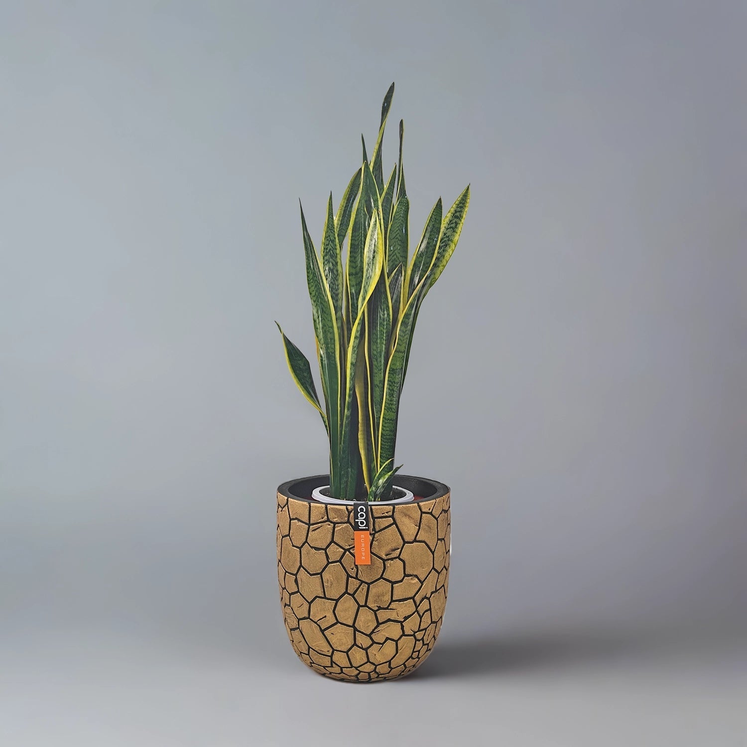 Snake Plant (Dracaena trifasciata) | Floor Plant, 90–100 cm - Acacia Garden Center