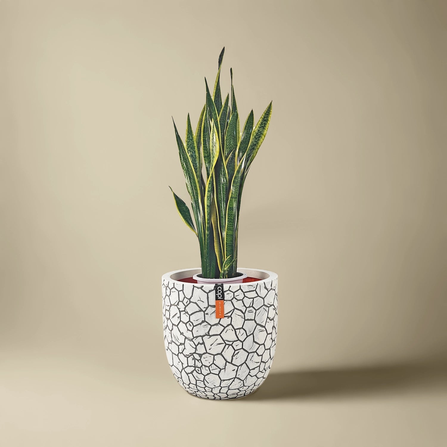 Snake Plant (Dracaena trifasciata) | Floor Plant, 90–100 cm - Acacia Garden Center