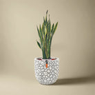 Snake Plant (Dracaena trifasciata) | Floor Plant, 90–100 cm - Acacia Garden Center