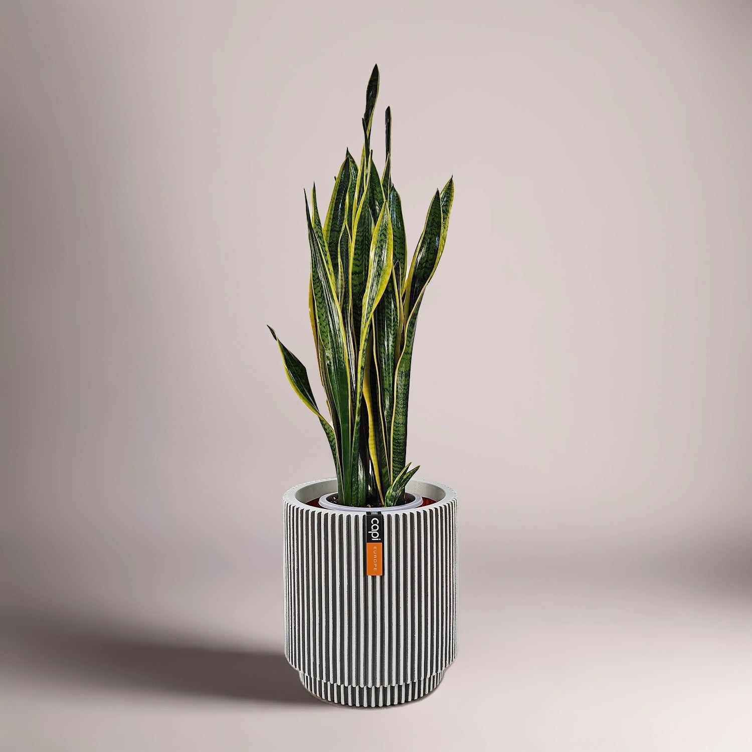 Snake Plant (Dracaena trifasciata) | Floor Plant, 90–100 cm - Acacia Garden Center