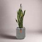 Snake Plant (Dracaena trifasciata) | Floor Plant, 90–100 cm - Acacia Garden Center