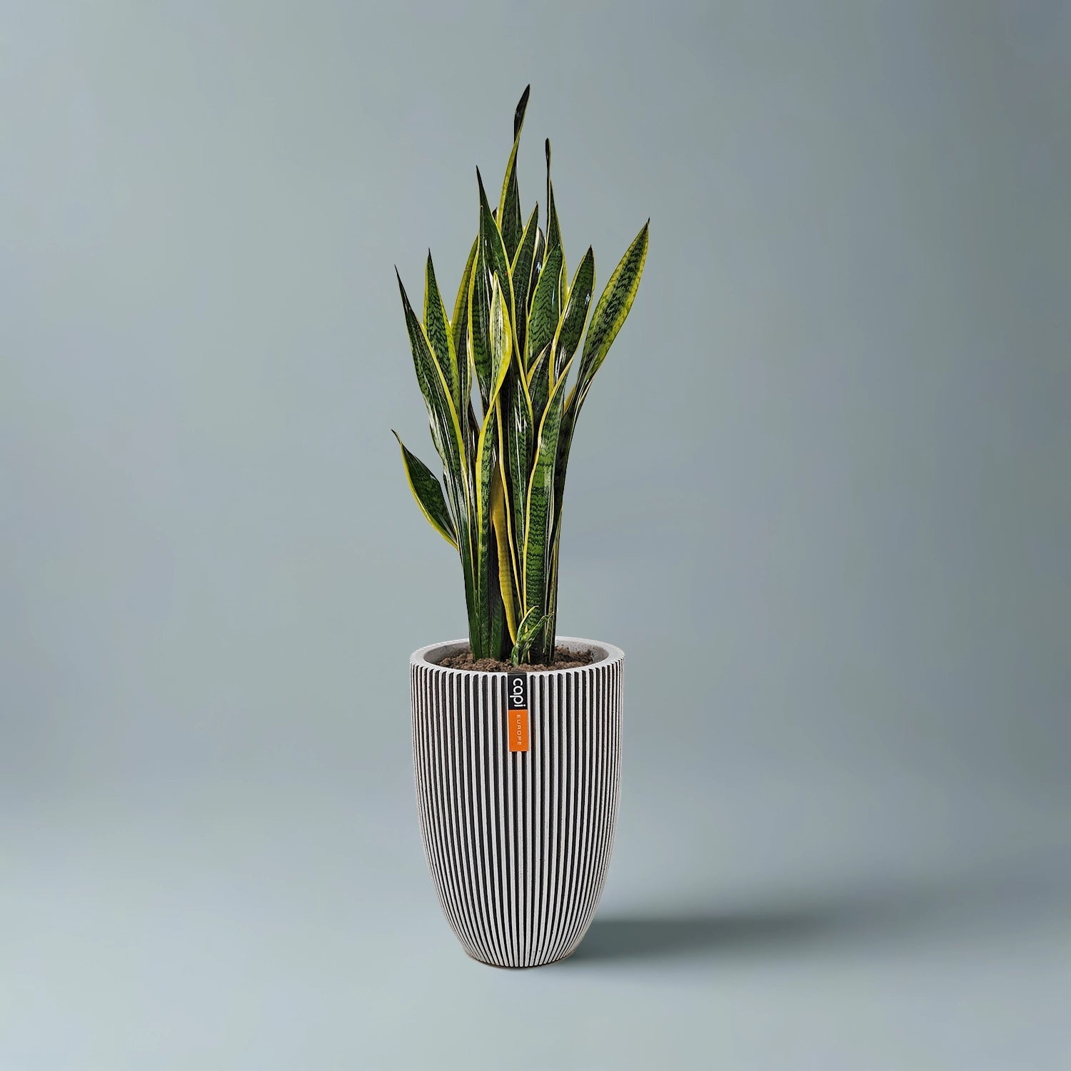 Snake Plant (Dracaena trifasciata) | Floor Plant, 90–100 cm - Acacia Garden Center