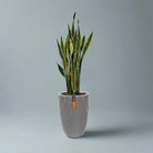 Snake Plant (Dracaena trifasciata) | Floor Plant, 90–100 cm - Acacia Garden Center