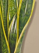 Snake Plant (Dracaena trifasciata) | Floor Plant, 90–100 cm - Acacia Garden Center
