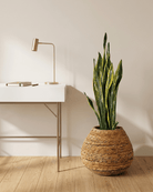 Snake Plant (Dracaena trifasciata) | Floor Plant, 90–100 cm - Acacia Garden Center