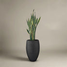 Snake Plant (Dracaena trifasciata) | Floor Plant, 90–100 cm - Acacia Garden Center
