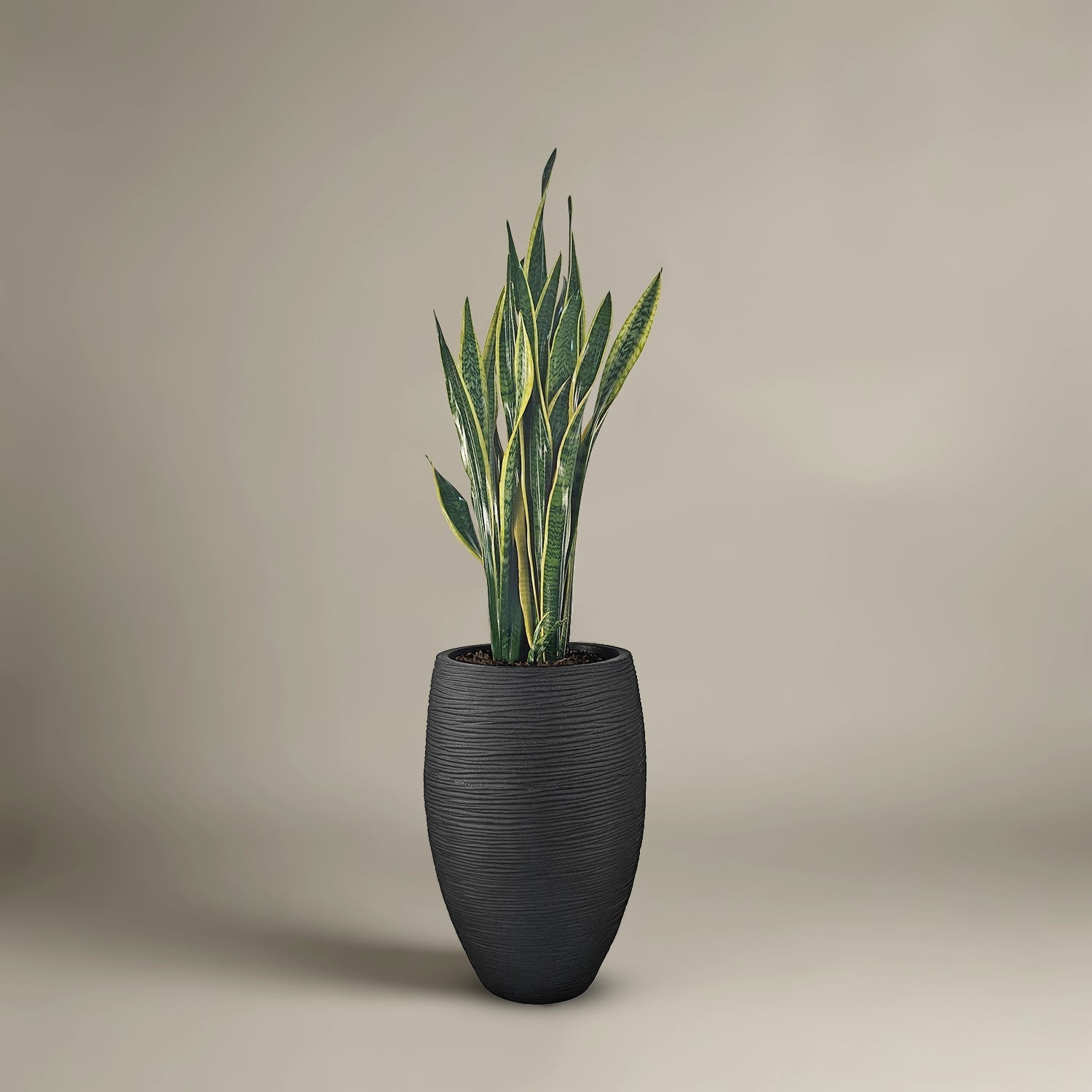 Snake Plant (Dracaena trifasciata) | Floor Plant, 90–100 cm - Acacia Garden Center