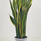 Snake Plant (Dracaena trifasciata) | Floor Plant, 90–100 cm - Acacia Garden Center