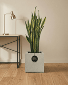 Snake Plant (Dracaena trifasciata) | Floor Plant, 90–100 cm - Acacia Garden Center