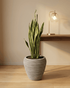 Snake Plant (Dracaena trifasciata) | Floor Plant, 90–100 cm - Acacia Garden Center
