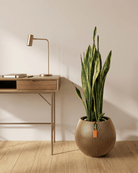 Snake Plant (Dracaena trifasciata) | Floor Plant, 90–100 cm - Acacia Garden Center