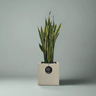 Snake Plant (Dracaena trifasciata) | Floor Plant, 90–100 cm - Acacia Garden Center