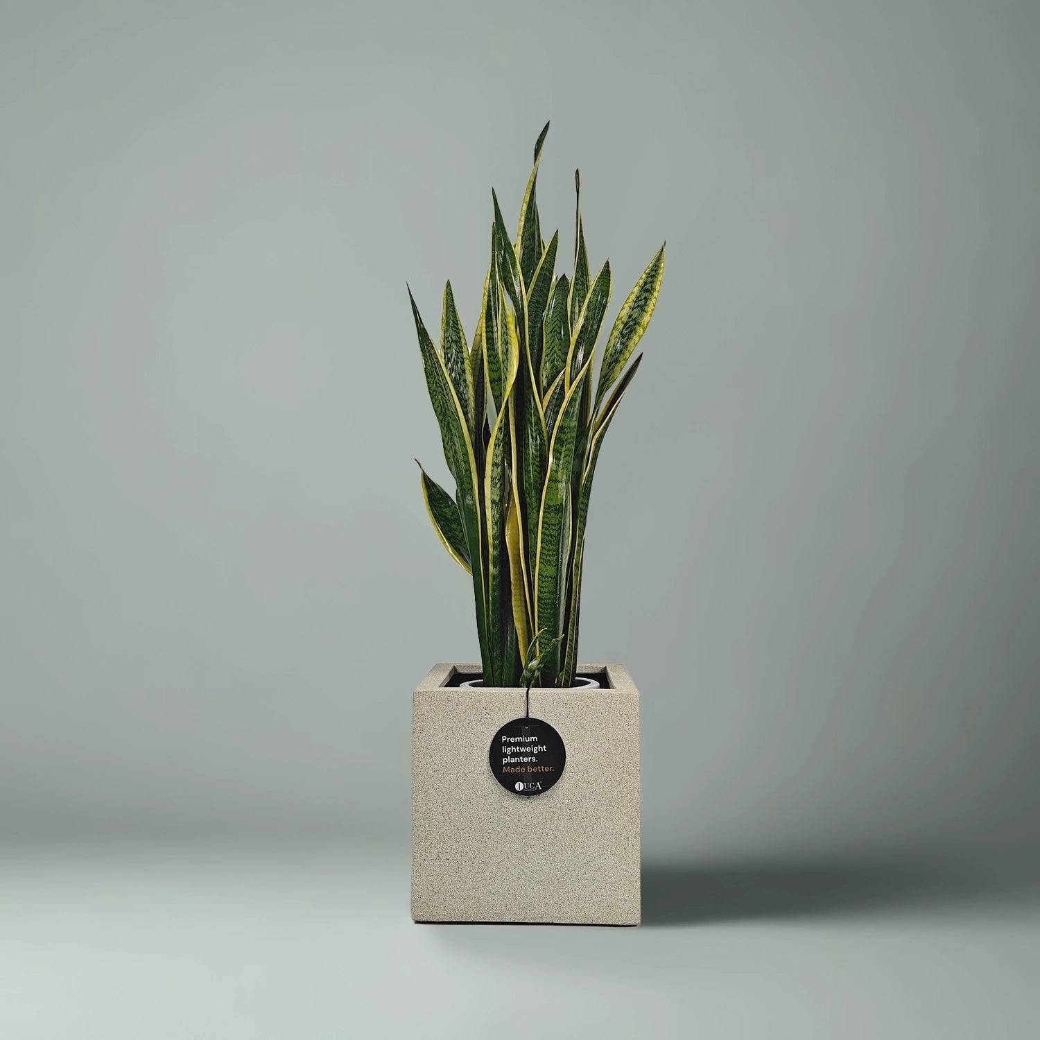 Snake Plant (Dracaena trifasciata) | Floor Plant, 90–100 cm - Acacia Garden Center