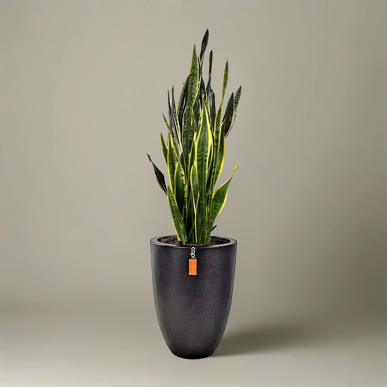 Snake Plant (Dracaena trifasciata) | Floor Plant, 90–100 cm - Acacia Garden Center