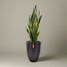 Snake Plant (Dracaena trifasciata) | Floor Plant, 90–100 cm - Acacia Garden Center
