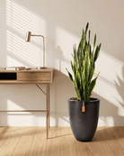 Snake Plant (Dracaena trifasciata) | Floor Plant, 90–100 cm - Acacia Garden Center